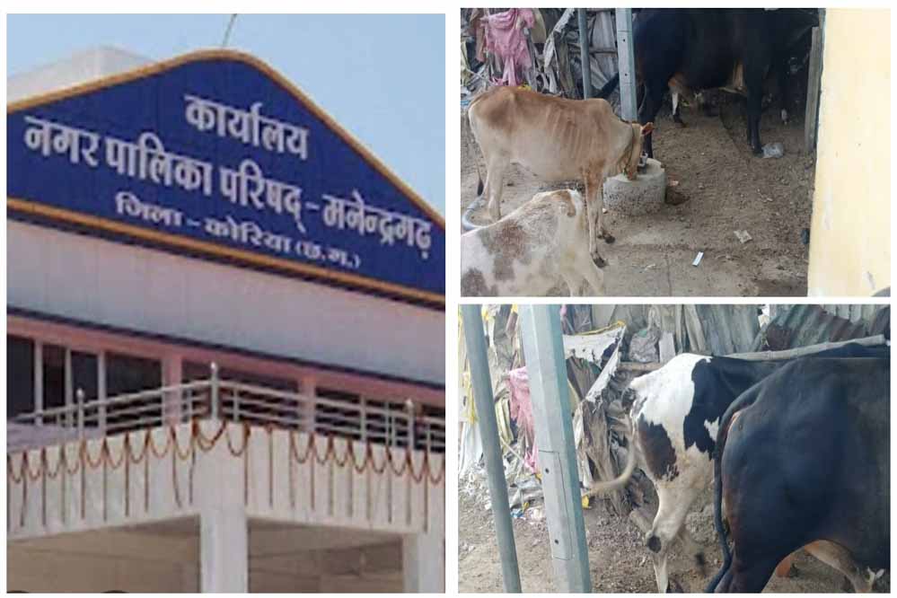 मनेंद्रगढ़ बस स्टैंड क्षेत्र में पशुपालन से वार्ड वासियों का जनजीवन बेहाल, नगर पालिका प्रशासन मौन मनेंद्रगढ़ बस स्टैंड क्षेत्र में पशुपालन से वार्ड वासियों का जनजीवन बेहाल, नगर पालिका प्रशासन मौन