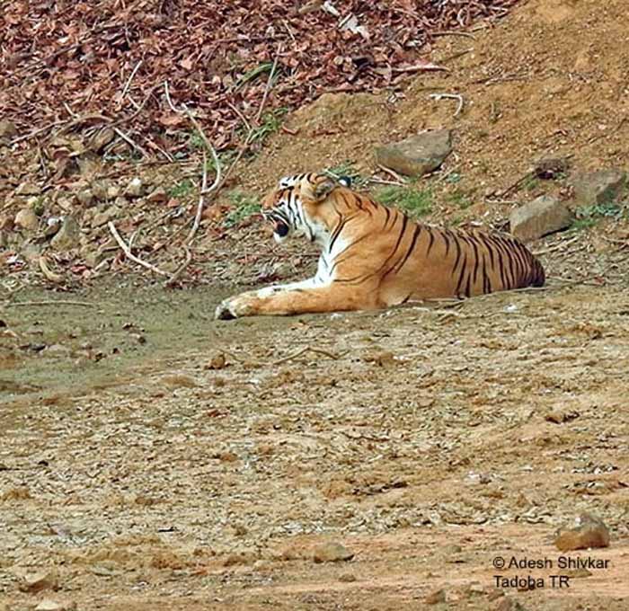नंदनवन पक्षी विहार में बीते दस सालों से आकर्षण का केंद्र रहा नरसिंह अब लोगों को नजर नहीं आएगा