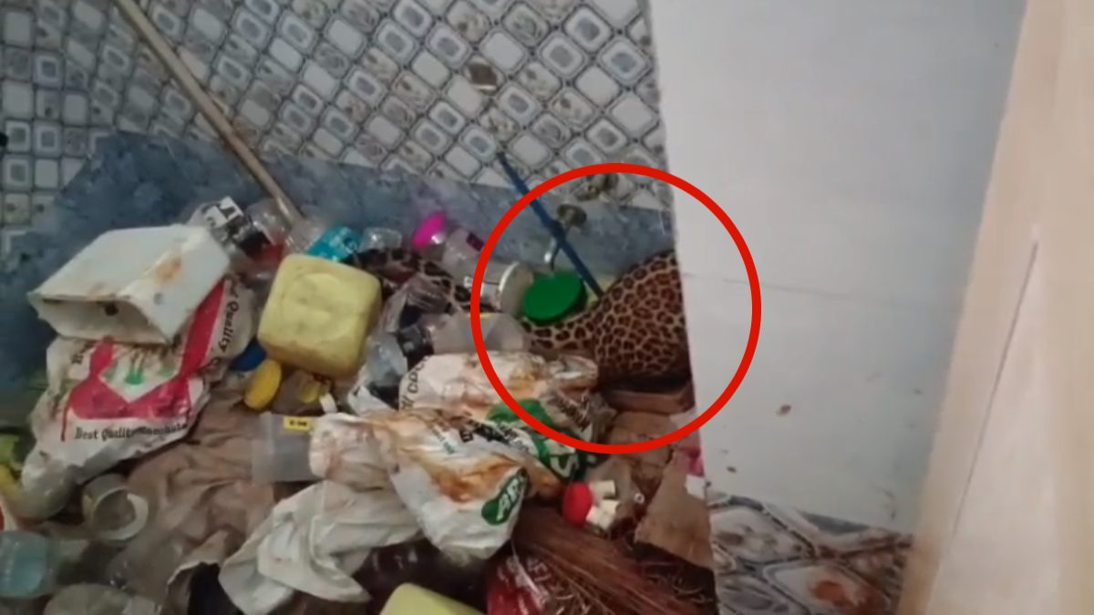 CG NEWS: किराना व्यापारी के घर के बाथरूम में घुसा तेंदुआ, इलाके में मचा हड़कंप, 2 घंटे की मशक्कत के बाद सुरक्षित निकाला गया तेंदुआ….