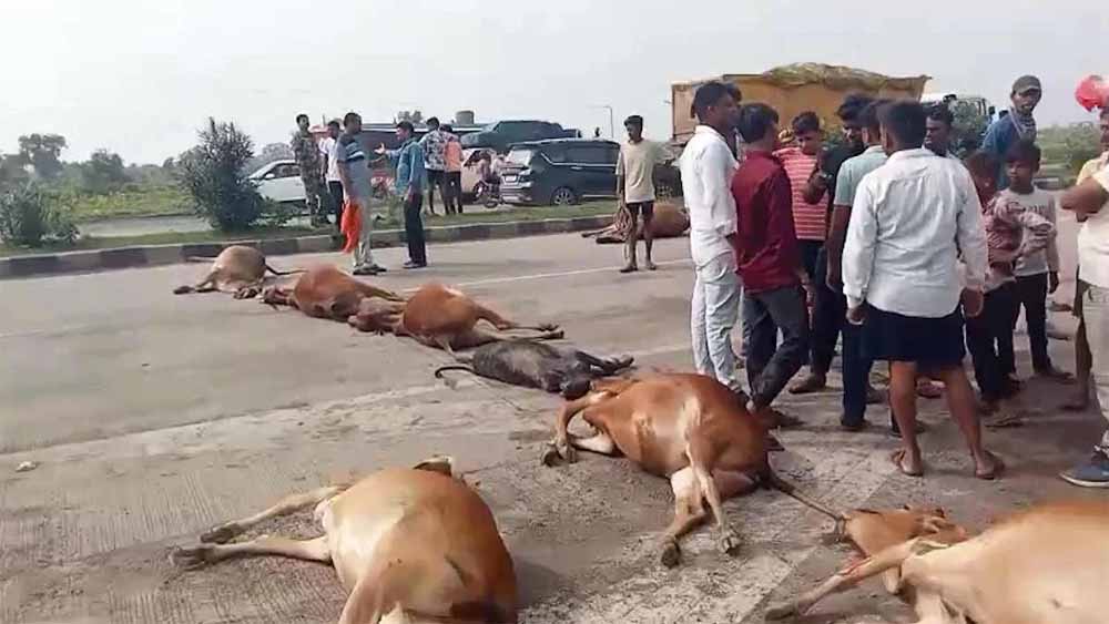 नेशनल हाइवे पर फिर बहा गौवंशों का खून, गौसेवकों ने शव रखकर किया चक्काजाम नेशनल हाइवे पर फिर बहा गौवंशों का खून, गौसेवकों ने शव रखकर किया चक्काजाम
