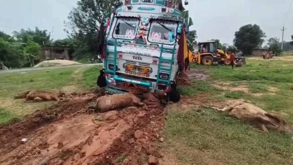 तेज रफ्तार ट्रक ने मचाया कहर: सड़क किनारे बैठी 6 गायों की मौत, कई घायल