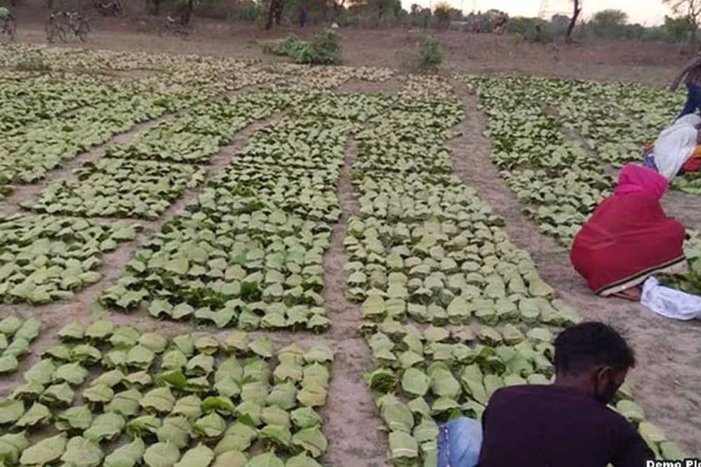 तेंदूपत्ता बोनस घोटाले में बड़ा एक्शन, 7 करोड़ की हेराफेरी करने वाला प्रबंधक गिरफ्तार
