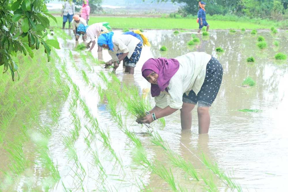 रायपुर : विशेष लेख : सरकार के नीतिगत फैसलों ने बढ़ाया छत्तीसगढ़ के किसानों का मान