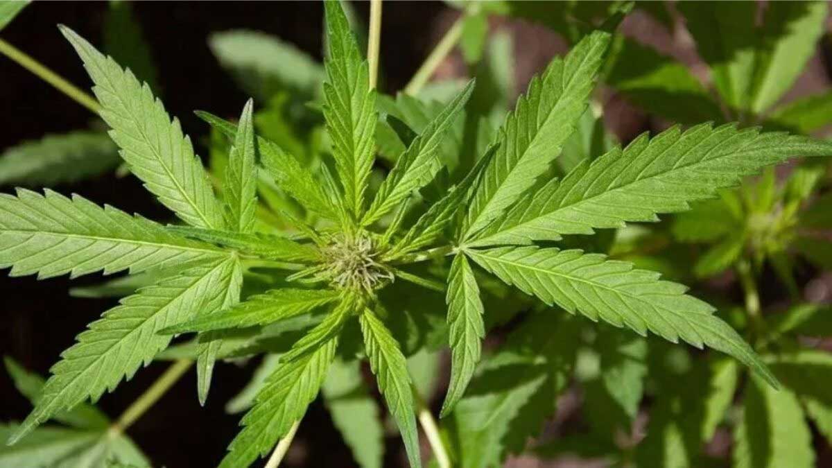 हाईकोर्ट ने राज्य में भांग की खेती को वैध घोषित करने की मांग पर जनहित याचिका खारिज