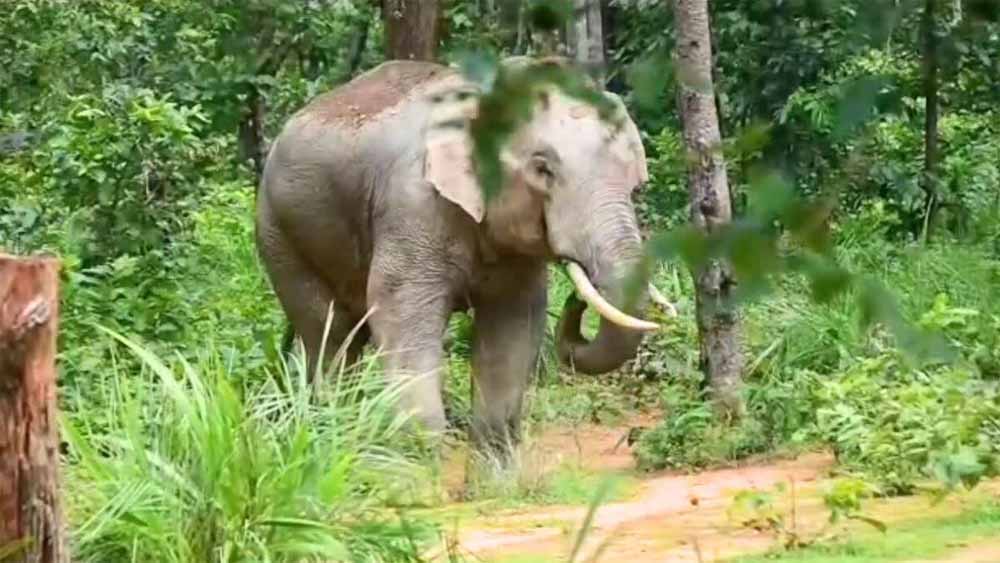 24 घंटे तक मचाया आतंक, खेत उजाड़ने और युवक पर हमला करने के बाद जंगल लौटा हाथी 24 घंटे तक मचाया आतंक, खेत उजाड़ने और युवक पर हमला करने के बाद जंगल लौटा हाथी