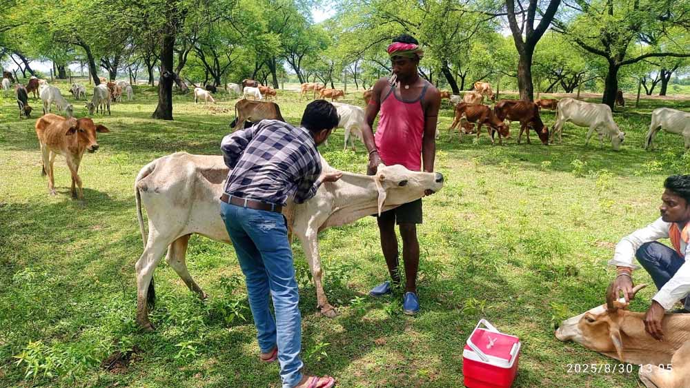 पशु चिकित्सा शिविर में मवेशियों को लम्फी बीमारी से बचाव हेतु टीकाकरण पशु चिकित्सा शिविर में मवेशियों को लम्फी बीमारी से बचाव हेतु टीकाकरण