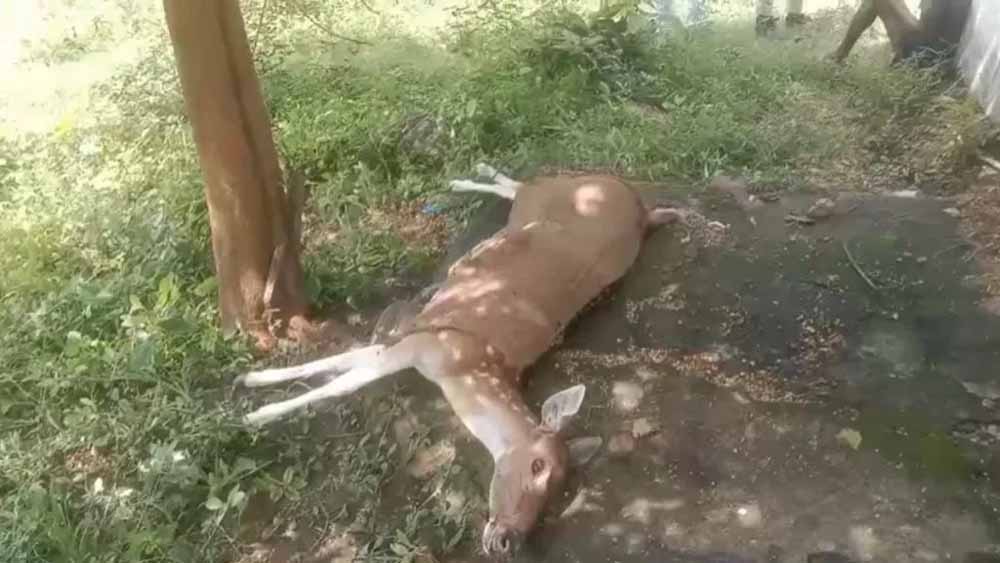 कुत्तों के हमले में घायल गर्भवती हिरणी की मौत, वन अधिकारियों ने पहुंचाया था अस्पताल