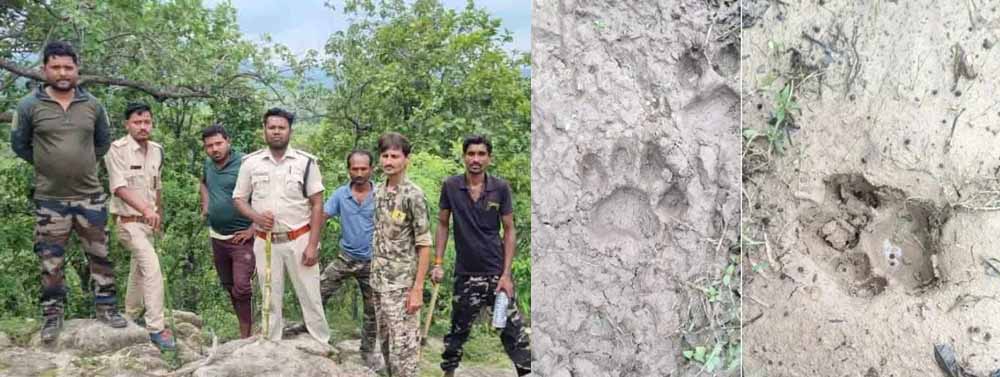 हाथियों के बाद अब बाघ का साया : जंगल में मिले पैरों के निशान, गांवों में अलर्ट