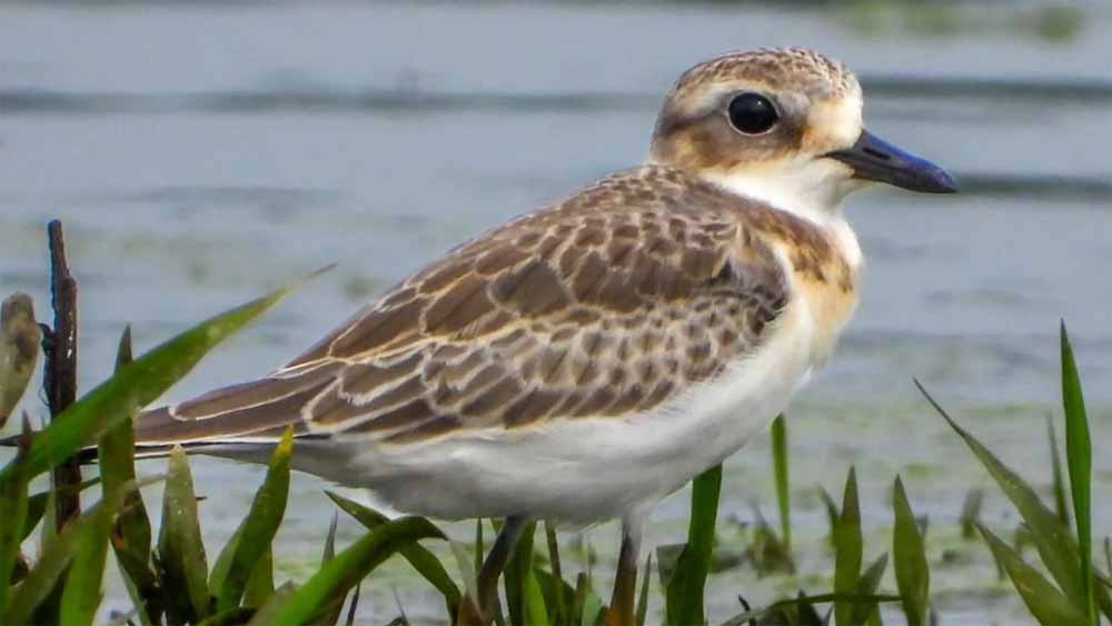 खैरागढ़ में 3 साल बाद लौटा दुर्लभ प्रवासी पक्षी ग्रेटर सैंड प्लोवर खैरागढ़ में 3 साल बाद लौटा दुर्लभ प्रवासी पक्षी ग्रेटर सैंड प्लोवर