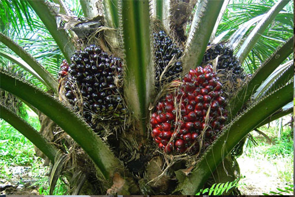 रायपुर : पॉम की खेती से किसानों को मिलेगा आय का स्थायी जरिया