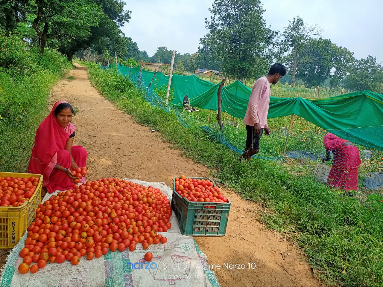 टमाटर की लालिमा ने सँवारा जीवन- मंगली दीदी ने 50 हजार के ऋण से शुरू हुआ सफर, मंगली दीदी बनीं महिलाओं की प्रेरणा….