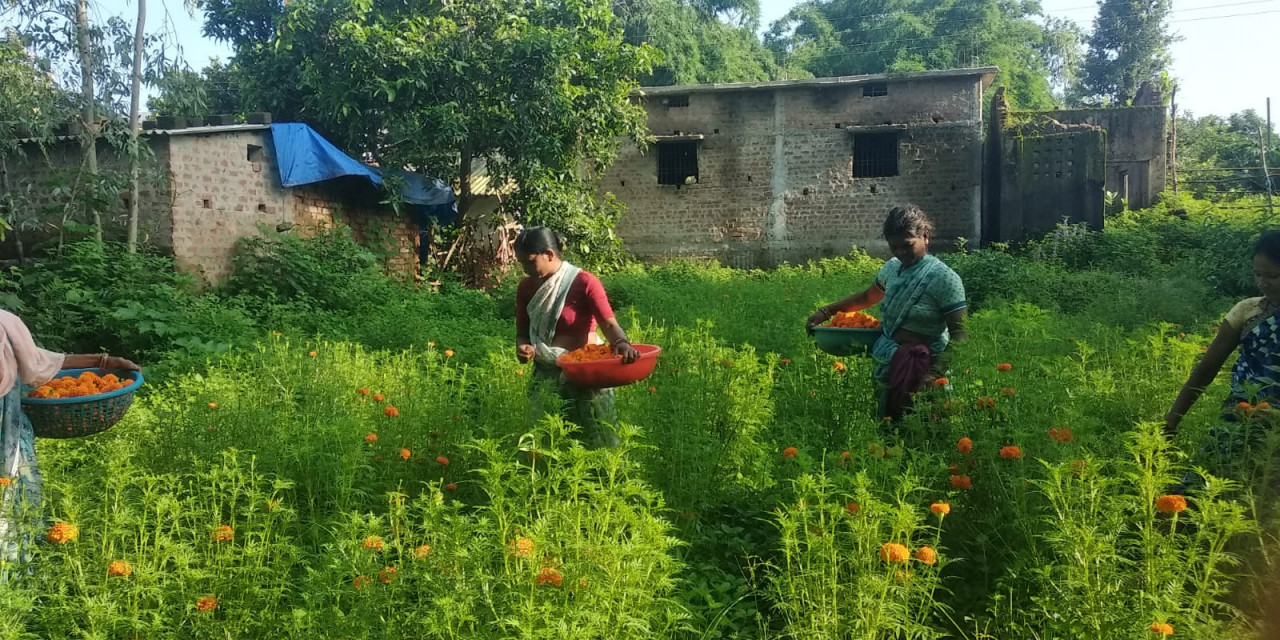 गेंदा फूल की खुशबू से महक रहा महिलाओं का जीवन….