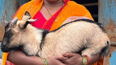 आत्मनिर्भरता की मिसाल : बकरी पालन से सविता रजक बनीं ग्रामीण महिलाओं की प्रेरणा….