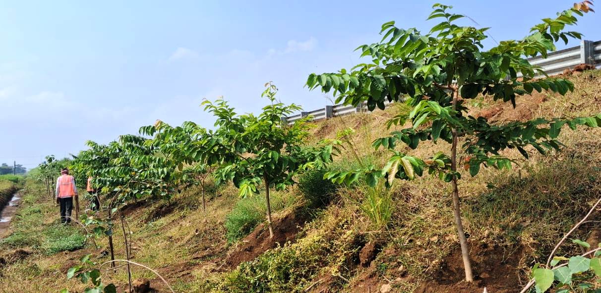 छत्तीसगढ़ के राष्ट्रीय राजमार्ग बन रहे ग्रीन कॉरिडोर : एनएचएआई ने इस साल लगाए 2.71 लाख पौधे….