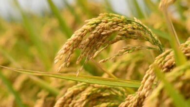 धान फसल कीट-व्याधि के संबंध में किसानों को सामयिक सलाह….