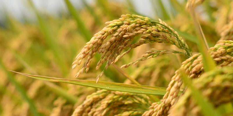 धान फसल कीट-व्याधि के संबंध में किसानों को सामयिक सलाह….