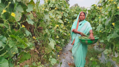सब्जी की खेती ने दानवती को बनाया लखपति दीदी…..