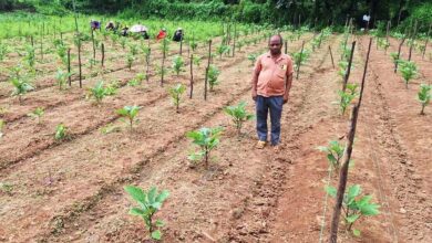 सफलता की इबारत: नवाचार और तकनीक से दोगुनी हुई किसान की आय, झगरपुर के किसान खगेश्वर प्रधान ने बैगन की उन्नत खेती से कमाया 2 लाख रुपए का शुद्ध लाभ….