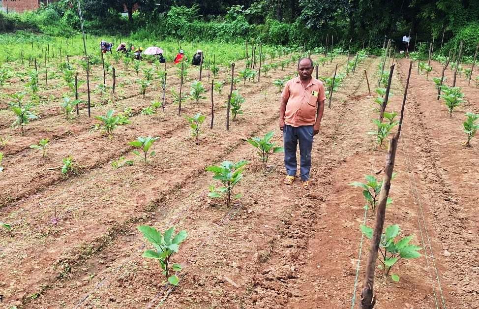 सफलता की इबारत: नवाचार और तकनीक से दोगुनी हुई किसान की आय, झगरपुर के किसान खगेश्वर प्रधान ने बैगन की उन्नत खेती से कमाया 2 लाख रुपए का शुद्ध लाभ….