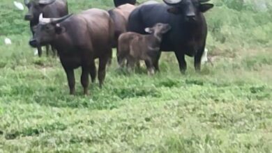 राजकीय पशु के लिए बारनावापारा अभ्यारण्य बना अनुकूल वन भैसों की संख्या में हुई वृद्धि….