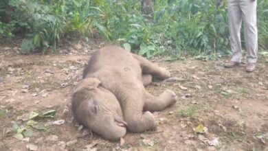 तालाब में डूबने से हाथी शावक की मौत, वन विभाग में मचा हड़कंप तालाब में डूबने से हाथी शावक की मौत, वन विभाग में मचा हड़कंप