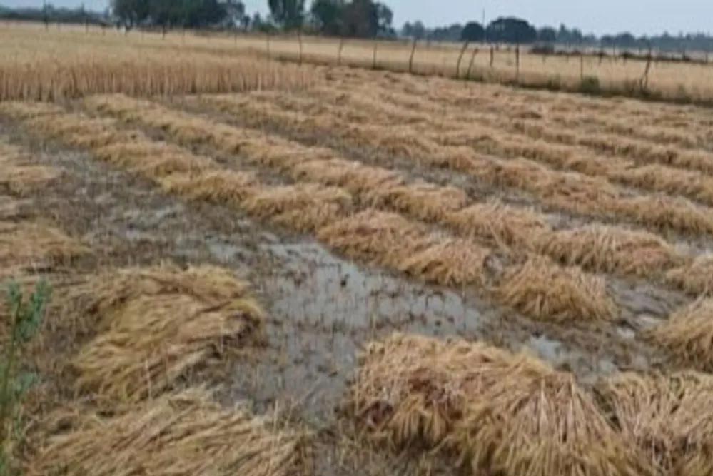 मध्य प्रदेश में बेमौसम बारिश, सोयाबीन, गेहूं और अन्य फसलों को भारी नुकसान