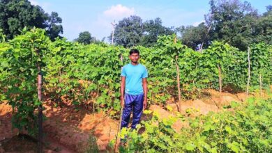 बरबट्टी की खेती से आत्मनिर्भरता की ओर बढ़ रहे केराबहार के किसान खुलेश्वर पैंकरा: कम लागत, अधिक उत्पादन बरबट्टी की खेती बनी खुशहाली का आधार…