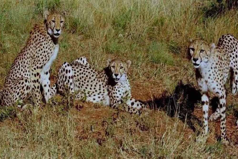 MP में ही रहेंगे चीते: कूनो, गांधी सागर के बाद नौरादेही बनेगा तीसरा आशियाना, केंद्र से 4 करोड़ मंजूर