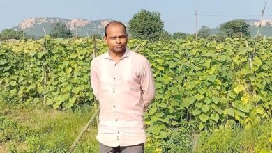 बरबट्टी और खीरा की खेती से आत्मनिर्भर बने बाह्मनपाली के किसान राज कुमार साहू….