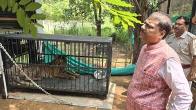 बाघिन ‘बिजली’ का होगा जामनगर में इलाज: वन मंत्री केदार कश्यप के निर्देश पर की गई विशेष पहल….
