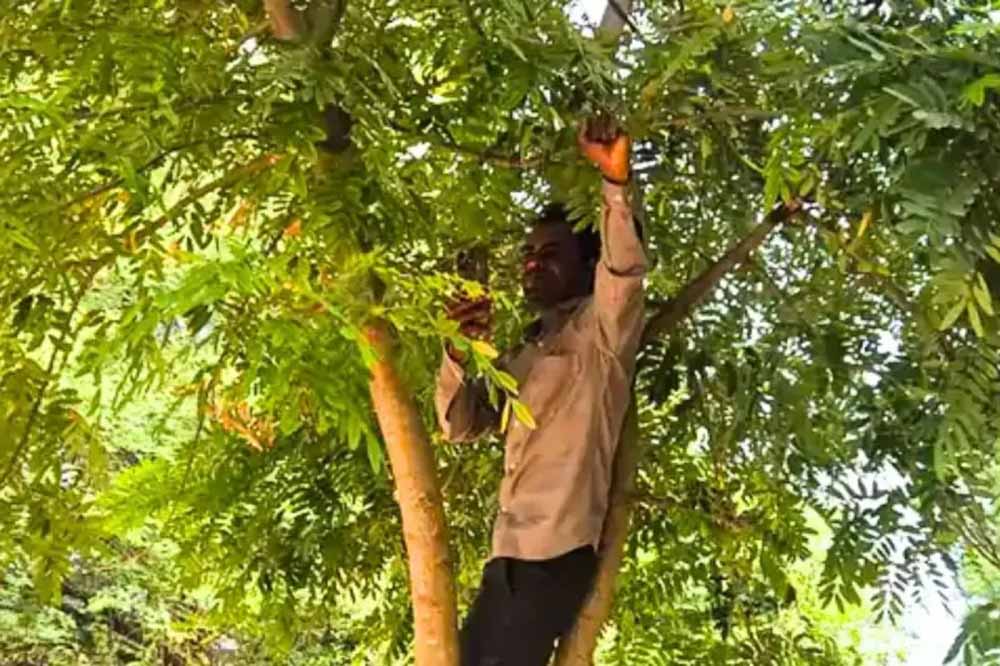 एमपी शिक्षक ने पेड़ पर चढ़कर किया ई-अटेंडेंस, नेटवर्क की समस्या ने बढ़ाई परेशानी