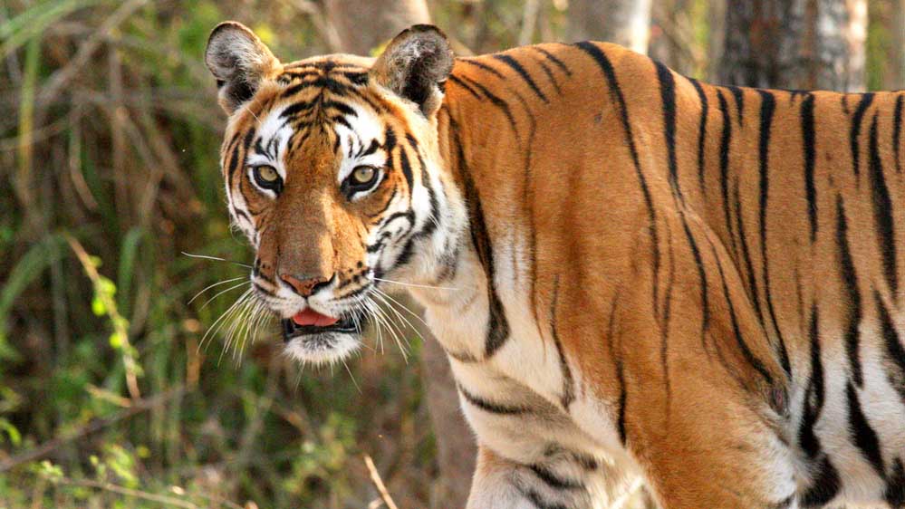 मध्यप्रदेश के 10 बाघ होंगे शिफ्ट, ओडिशा-राजस्थान-छत्तीसगढ़ को मिलेंगे टाइगर