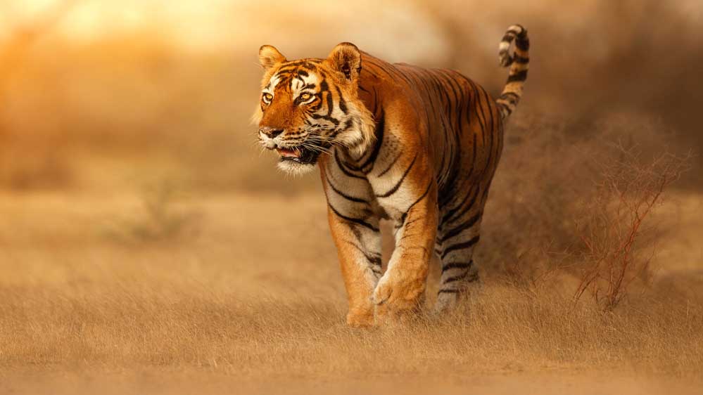 स्टेट टाइगर स्ट्राइक फोर्स मध्यप्रदेश के  सरोठिया को मिला अंतर्राष्ट्रीय अवॉर्ड