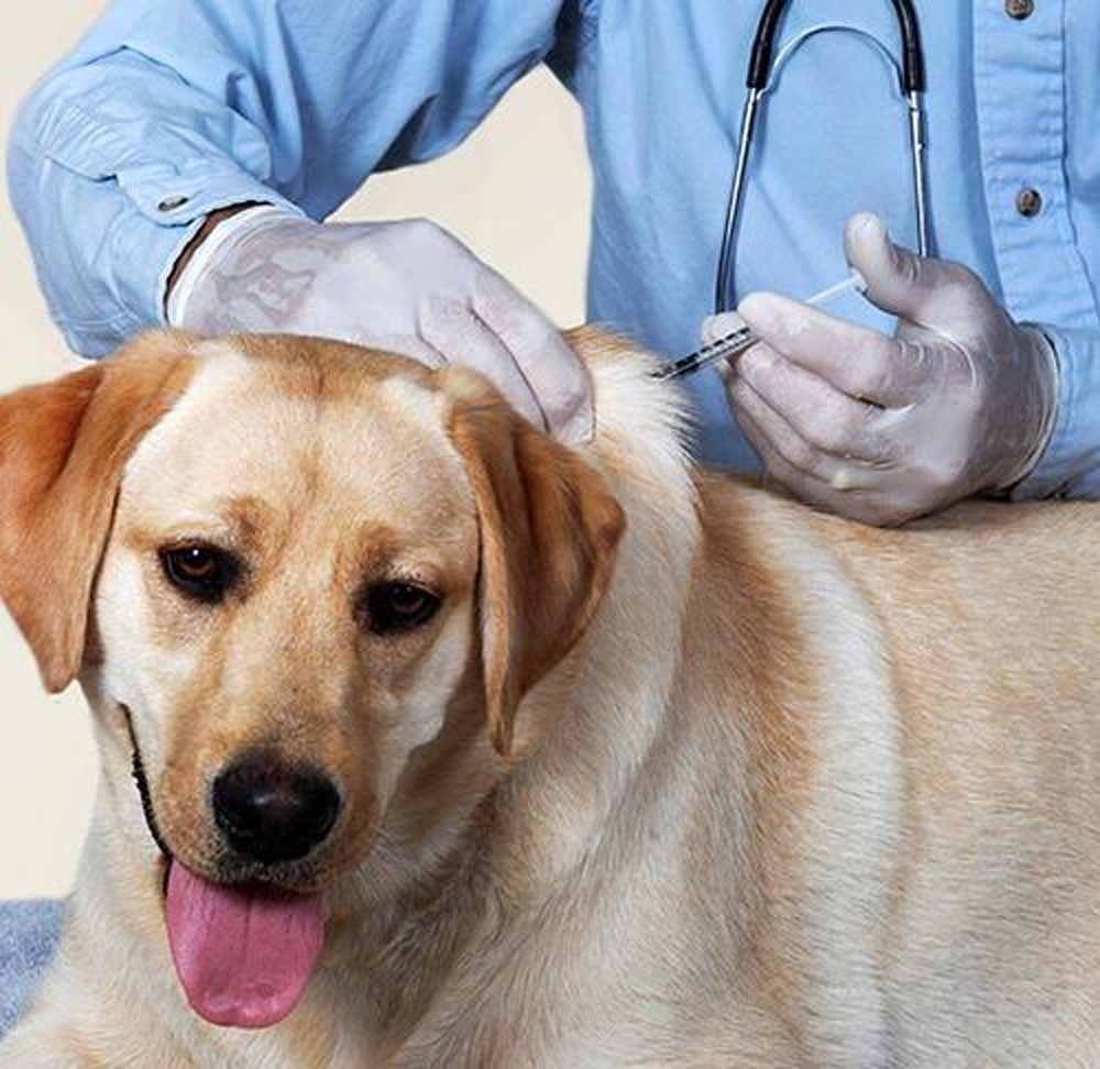 कैनाइन डिस्टेंपर वायरस से बचाव: चीतों-बाघों की सुरक्षा के लिए कुत्तों का होगा टीकाकरण