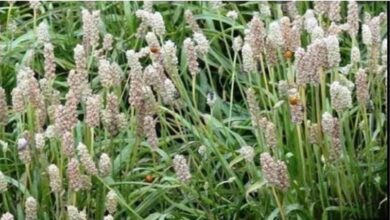 मध्यप्रदेश देश में अग्रणी: 46 हजार हेक्टेयर से अधिक क्षेत्र में उगती ईसबगोल और अश्वगंधा मध्यप्रदेश देश में अग्रणी: 46 हजार हेक्टेयर से अधिक क्षेत्र में उगती ईसबगोल और अश्वगंधा