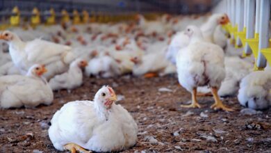 पक्के मुर्गी शेड ने बढ़ाई हितग्राही की आय,आजीविका हुई सुदृढ़