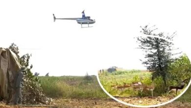 हेलीकॉप्टर और बोमा से कृष्ण मृगों और नीलगायों को पकड़ने का अभियान जारी हेलीकॉप्टर और बोमा से कृष्ण मृगों और नीलगायों को पकड़ने का अभियान जारी