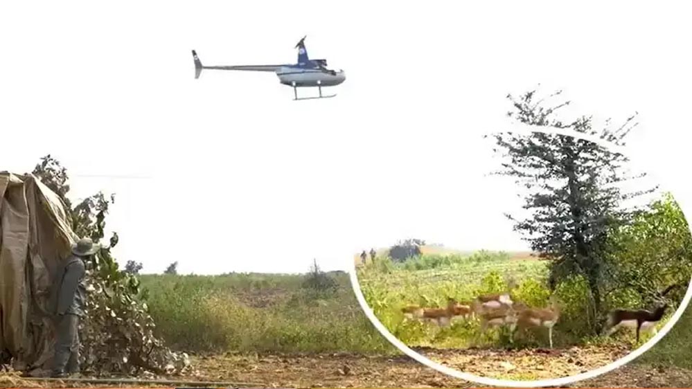 हेलीकॉप्टर और बोमा से कृष्ण मृगों और नीलगायों को पकड़ने का अभियान जारी हेलीकॉप्टर और बोमा से कृष्ण मृगों और नीलगायों को पकड़ने का अभियान जारी