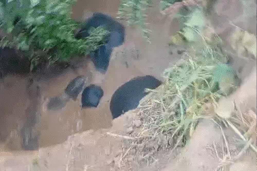 छत्तीसगढ़: कुएं में फंसे 3 हाथी, 8 घंटे बाद जेसीबी से रास्ता बनाकर निकाले गए, एक शावक भी शामिल