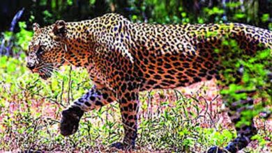 400 के.वी. सबस्टेशन इंदौर में घुसे तेंदुए को बहादुरी से पकड़ा